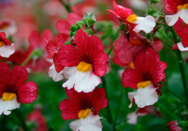 Nemesia: planting and care, photos of flowers in a flower bed and in landscape design, reviews