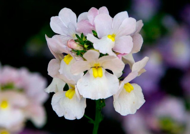 Nemesia: planting and care, photos of flowers in a flower bed and in landscape design, reviews