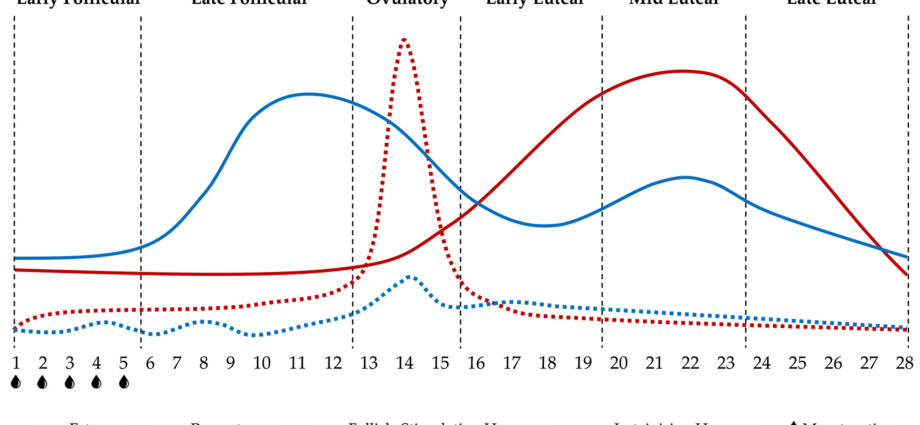 Nerve fiber activity changes during the menstrual cycle