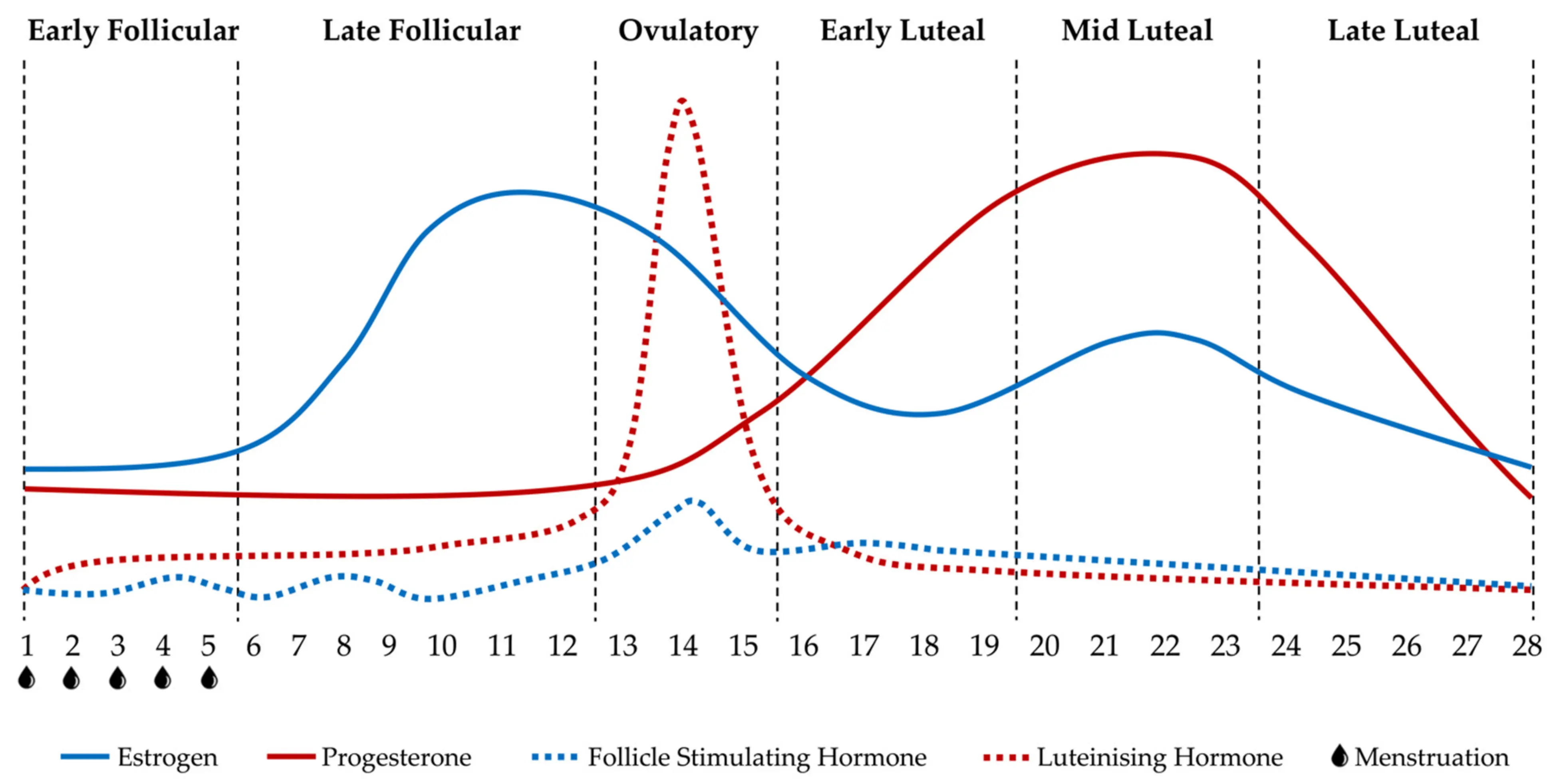 Nerve fiber activity changes during the menstrual cycle