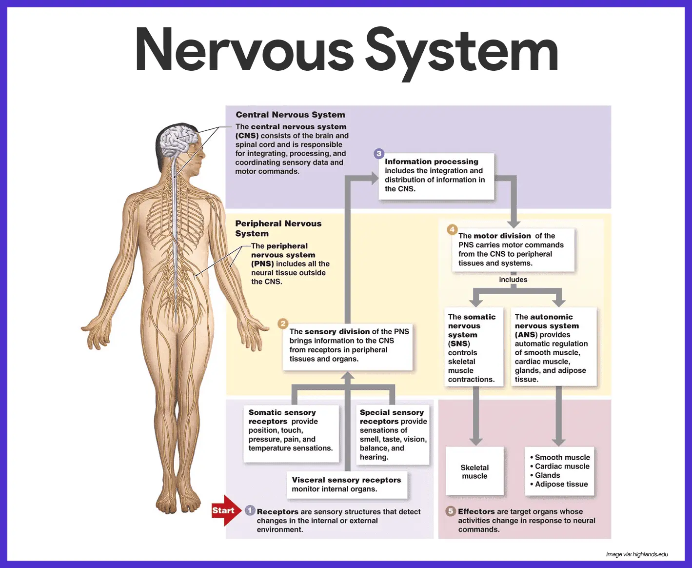 What Division Of The Nervous System Controls The Contraction Of Smooth Muscle