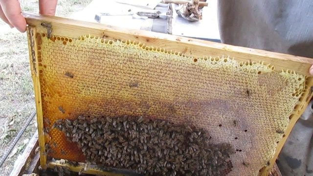 Nest formation and preparation of bees for wintering