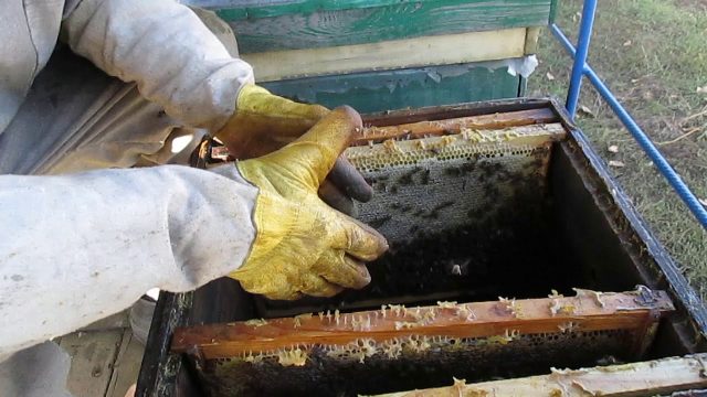 Nest formation and preparation of bees for wintering