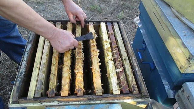 Nest formation and preparation of bees for wintering