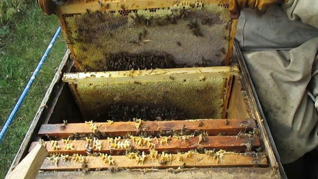 Nest formation and preparation of bees for wintering