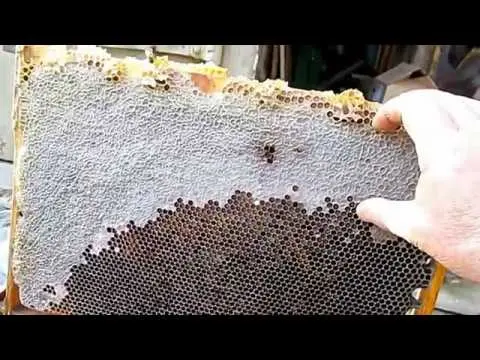 Nest formation and preparation of bees for wintering