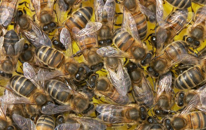 Nest formation and preparation of bees for wintering