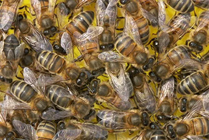 Nest formation and preparation of bees for wintering