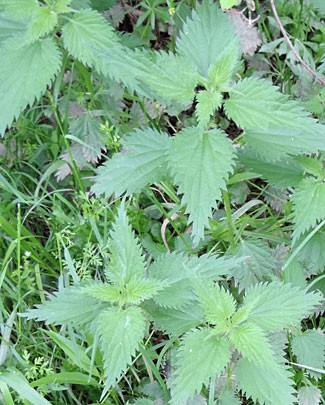 Nettle &#8211; a weed with healing properties. Contraindications, opinions, recommendations