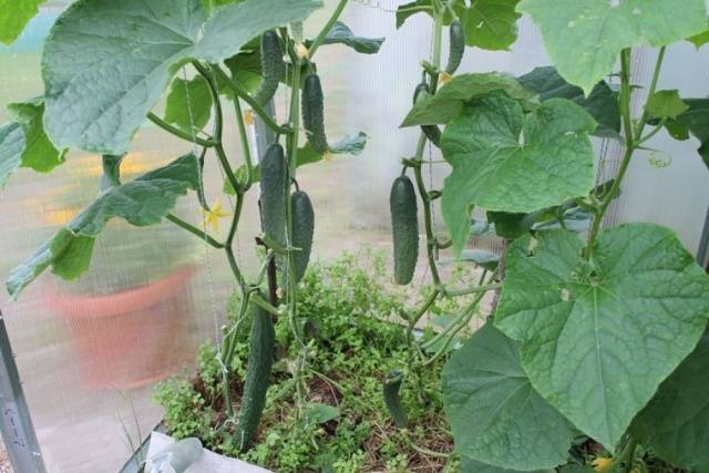 Nettle as fertilizer for cucumbers 