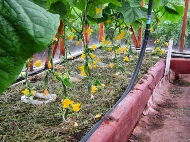 Nettle as fertilizer for cucumbers 