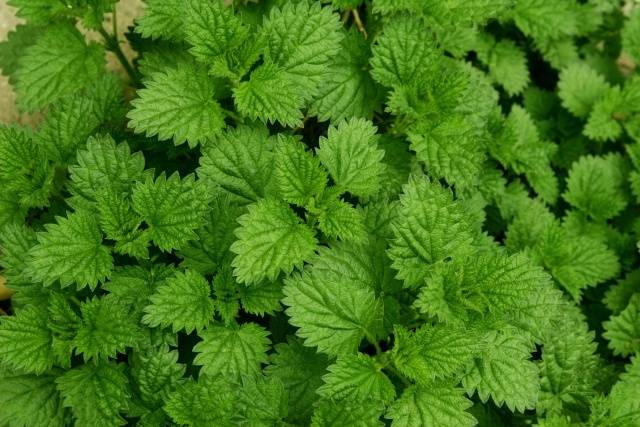 Nettle as fertilizer for cucumbers 