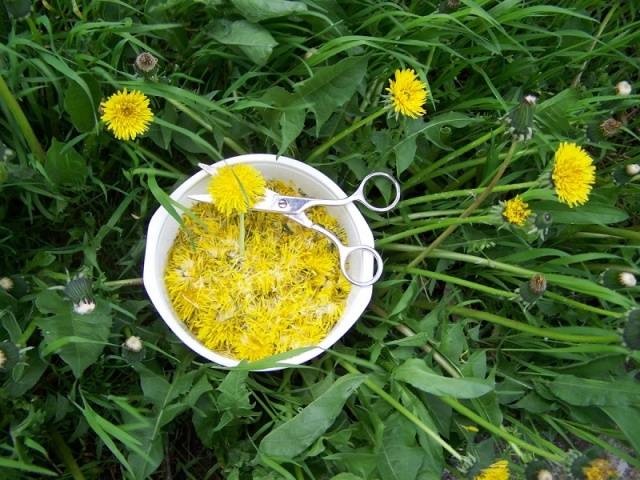 Nettle as fertilizer for cucumbers 