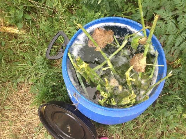 Nettle as fertilizer for cucumbers 