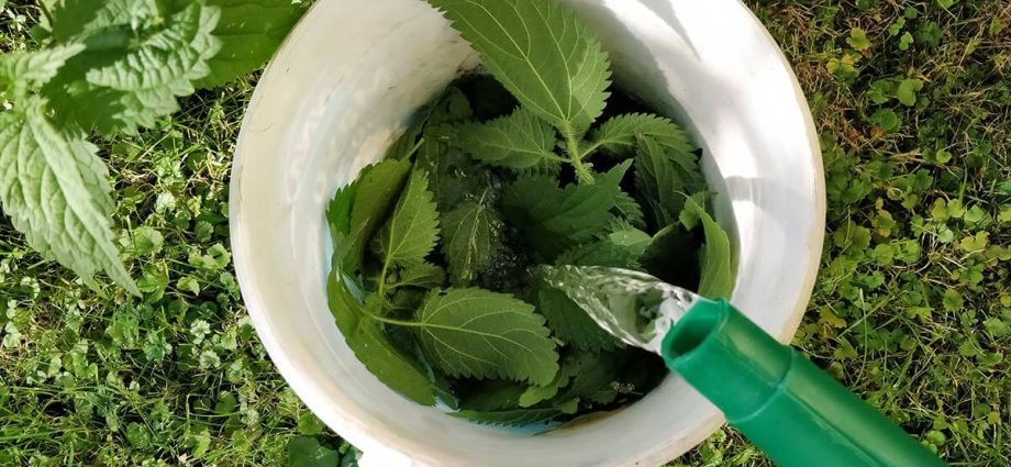 Nettle as fertilizer for cucumbers 