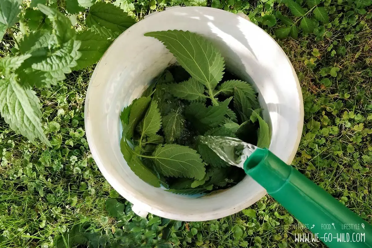 Nettle as fertilizer for cucumbers 