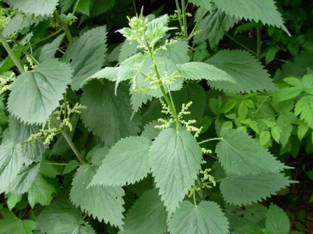 Nettle for joints: benefits and harms, recipes, rules for use