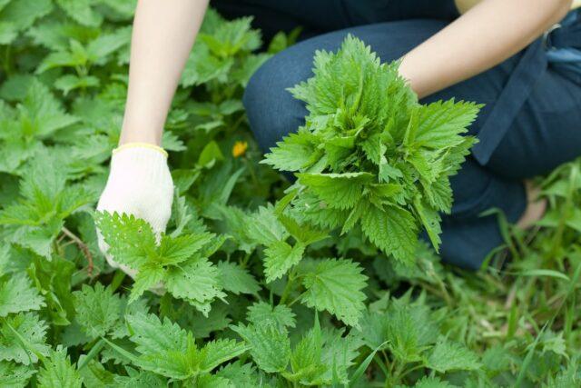 Nettle for joints: benefits and harms, recipes, rules for use