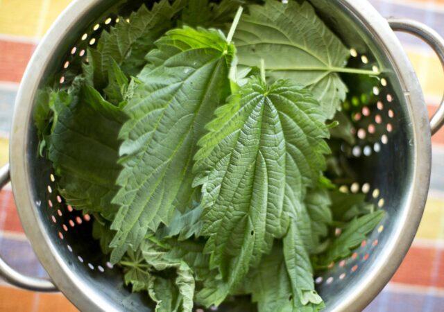 Nettle for joints: benefits and harms, recipes, rules for use