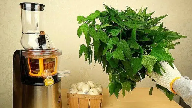 Nettle juice: medicinal properties and contraindications, recipes