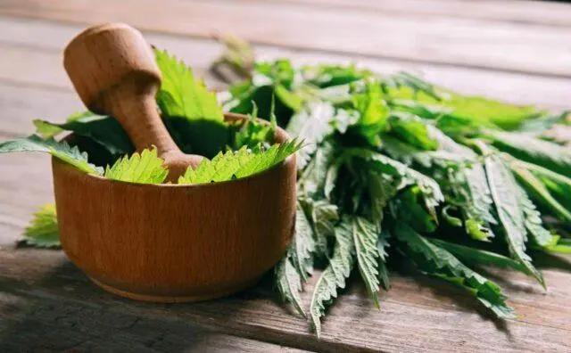 Nettle juice: medicinal properties and contraindications, recipes