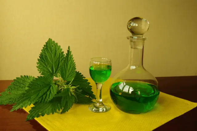 Nettle juice: medicinal properties and contraindications, recipes