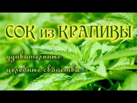 Nettle juice: medicinal properties and contraindications, recipes