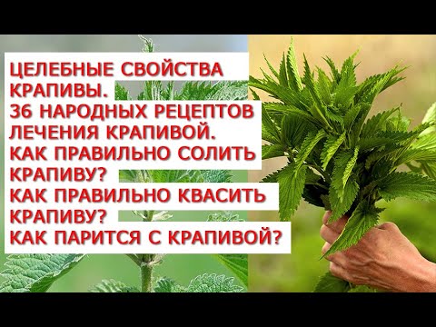 Nettle: medicinal properties and contraindications for women, recipes for decoctions, infusions, reviews