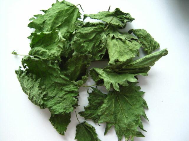 Nettle: medicinal properties and contraindications for women, recipes for decoctions, infusions, reviews