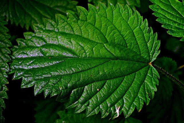 Nettle: medicinal properties and contraindications for women, recipes for decoctions, infusions, reviews