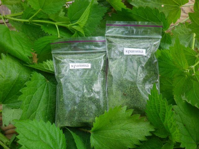 Nettle: medicinal properties and contraindications for women, recipes for decoctions, infusions, reviews