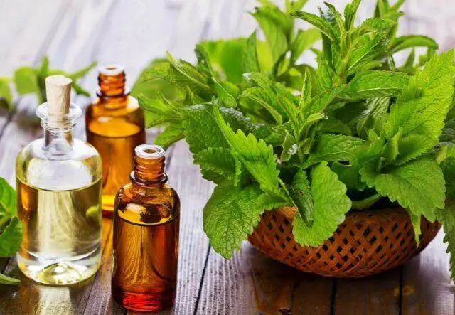 Nettle oil: benefits and applications for hair, face, reviews