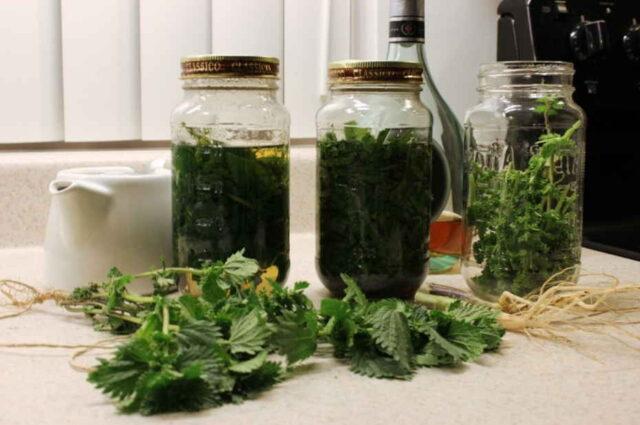 Nettle oil: benefits and applications for hair, face, reviews