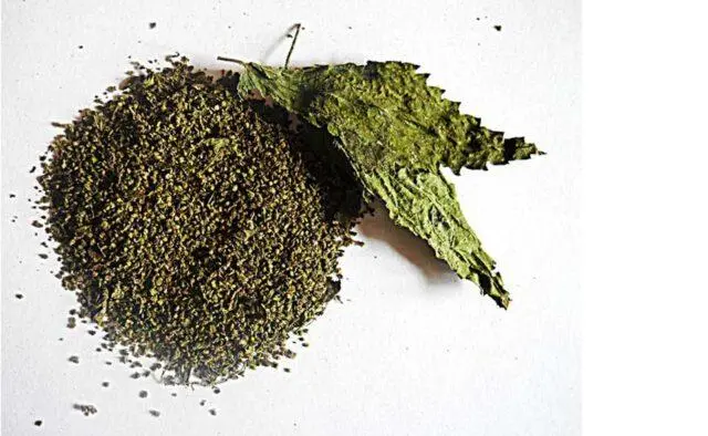 Nettle seeds: medicinal properties and contraindications, recipes