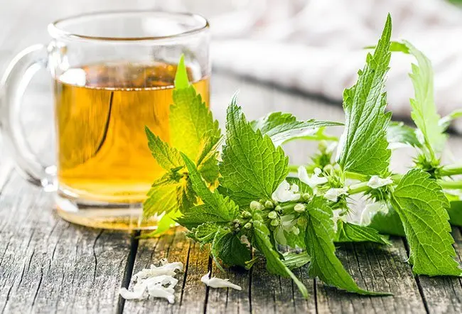 Nettle tea &#8211; an invaluable source of health. Properties, indications, application