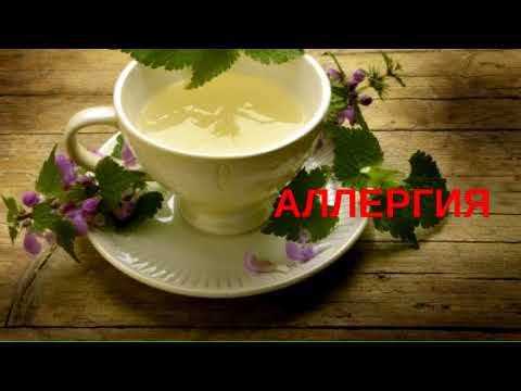 Nettle tea: benefits and harms, recipes, reviews