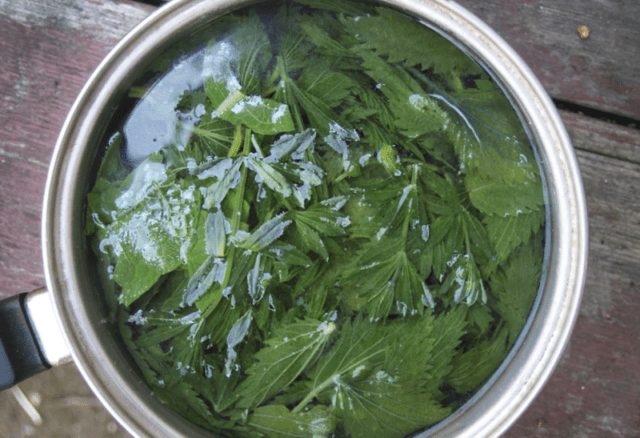 Nettle: useful properties and contraindications, recipes for decoctions, infusions