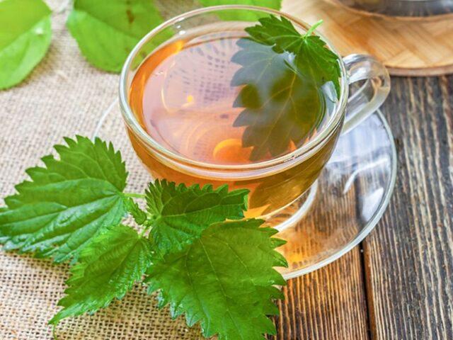 Nettle: useful properties and contraindications, recipes for decoctions, infusions