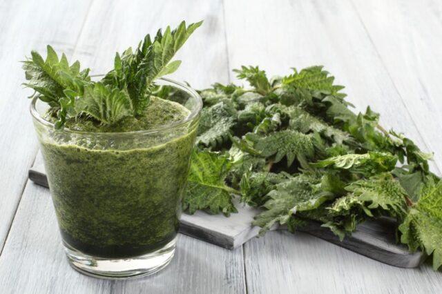 Nettle: useful properties and contraindications, recipes for decoctions, infusions