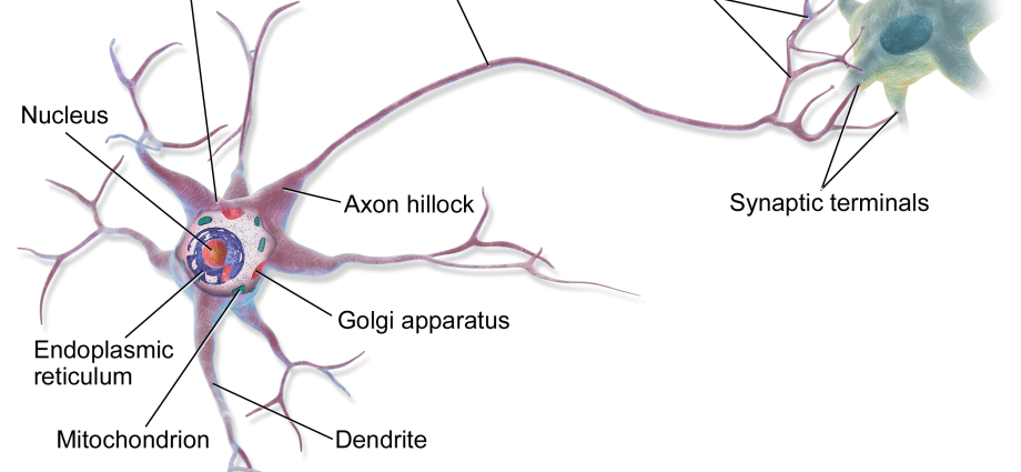 Neuron