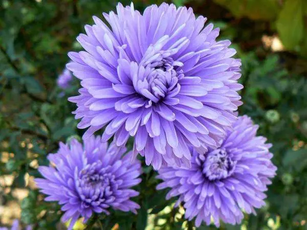 New Belgian aster: description of varieties Marie Ballard, Sunset, White ladies, Oktoberfest and other types of September + photo