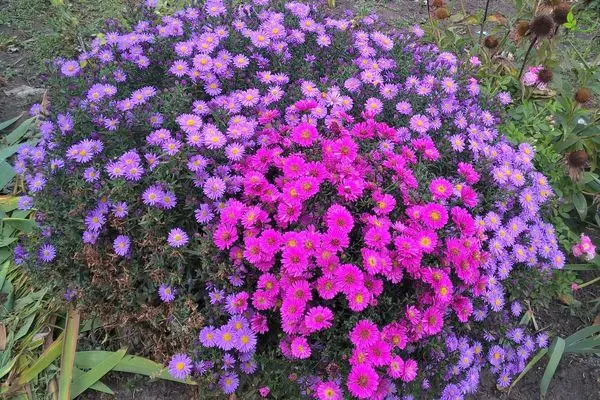 New Belgian aster: description of varieties Marie Ballard, Sunset, White ladies, Oktoberfest and other types of September + photo