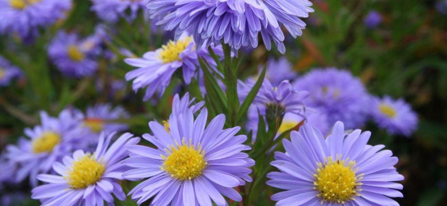 New Belgian aster: description of varieties Marie Ballard, Sunset, White ladies, Oktoberfest and other types of September + photo