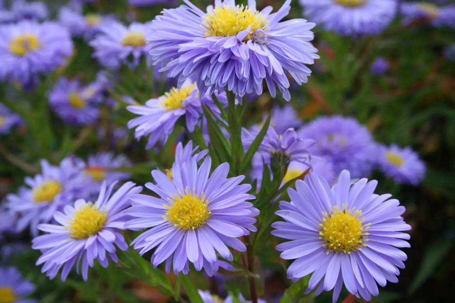 New Belgian aster: description of varieties Marie Ballard, Sunset, White ladies, Oktoberfest and other types of September + photo