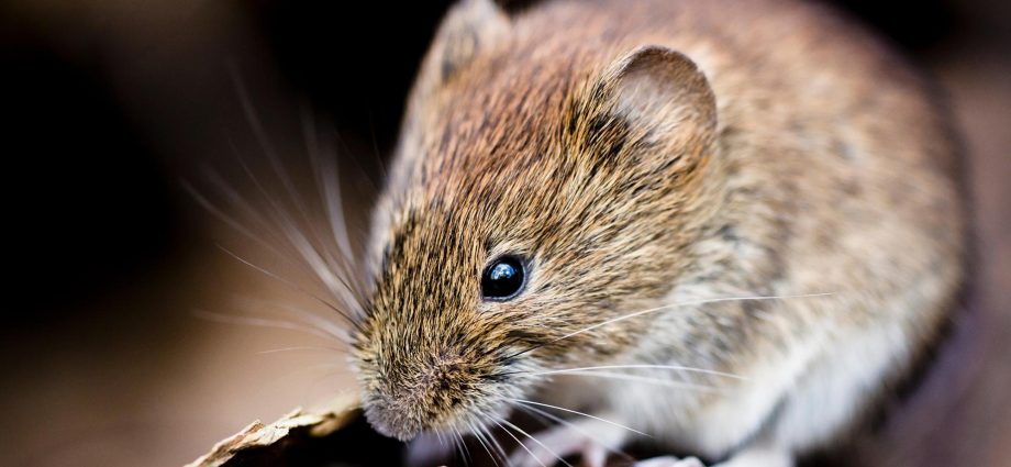 New Coronavirus Discovered. It is carried by popular rodents