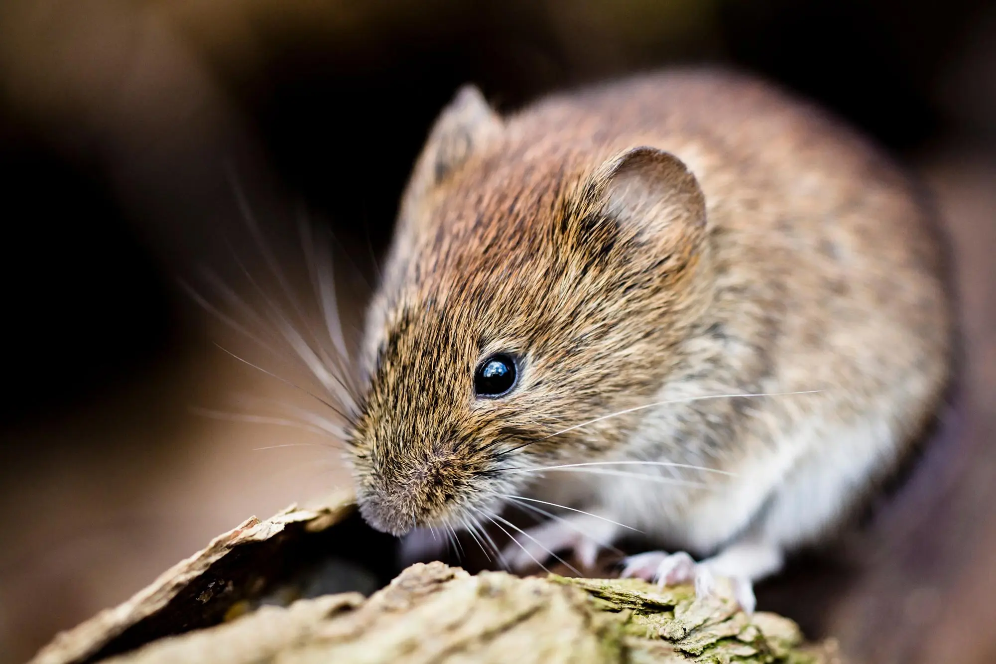 New Coronavirus Discovered. It is carried by popular rodents