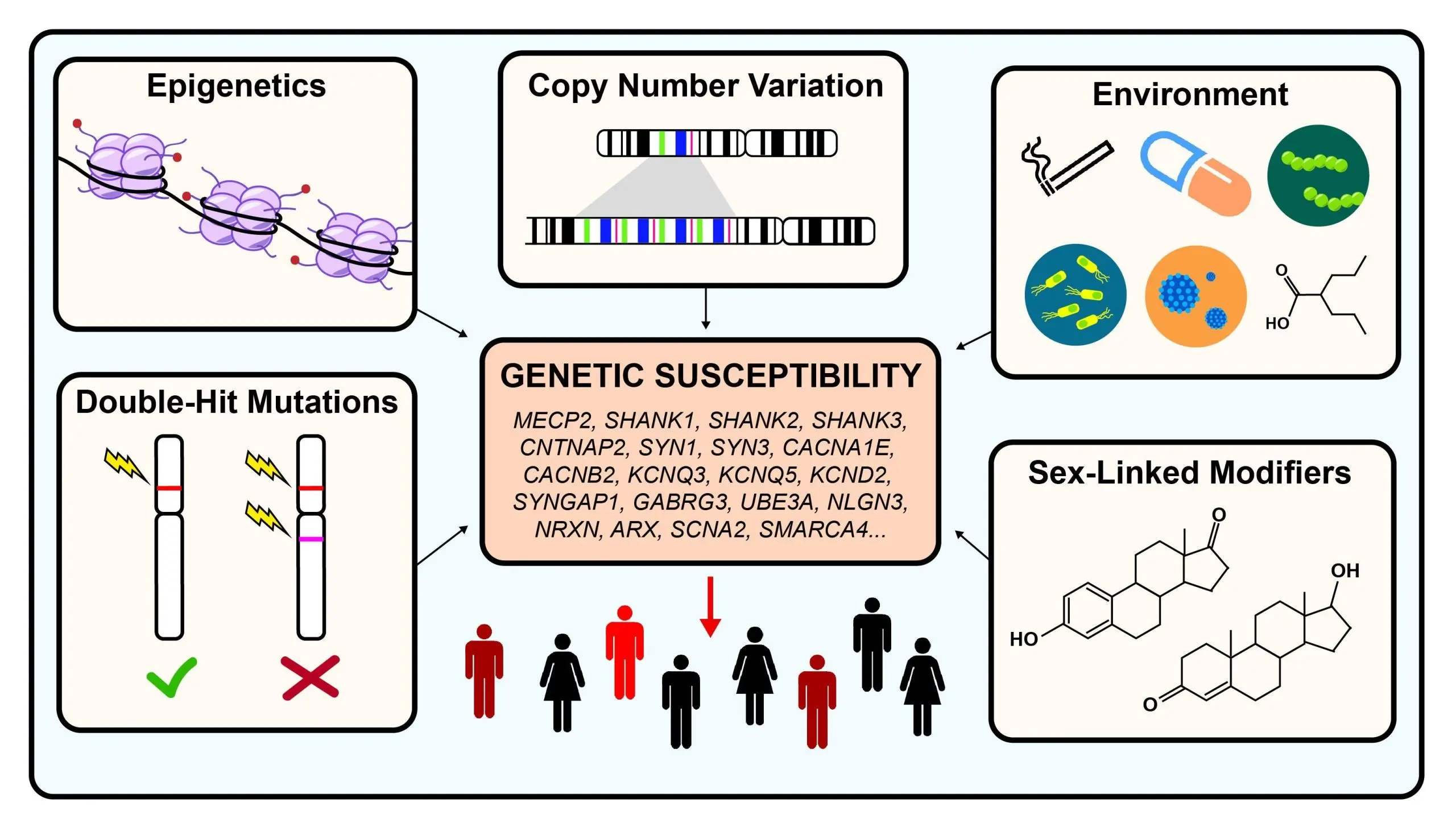 New genes responsible for autism and mental retardation have been discovered