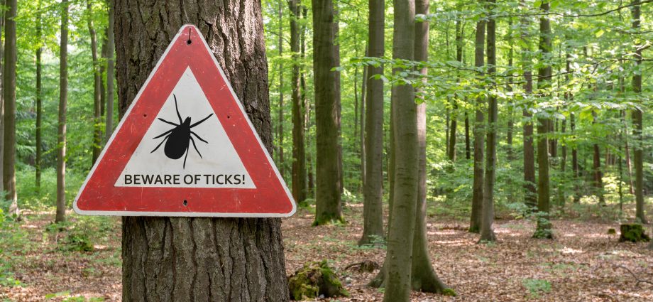 New Lyme Disease Test &#8211; Faster and Safe. This could be a revolution in the diagnosis of this disease