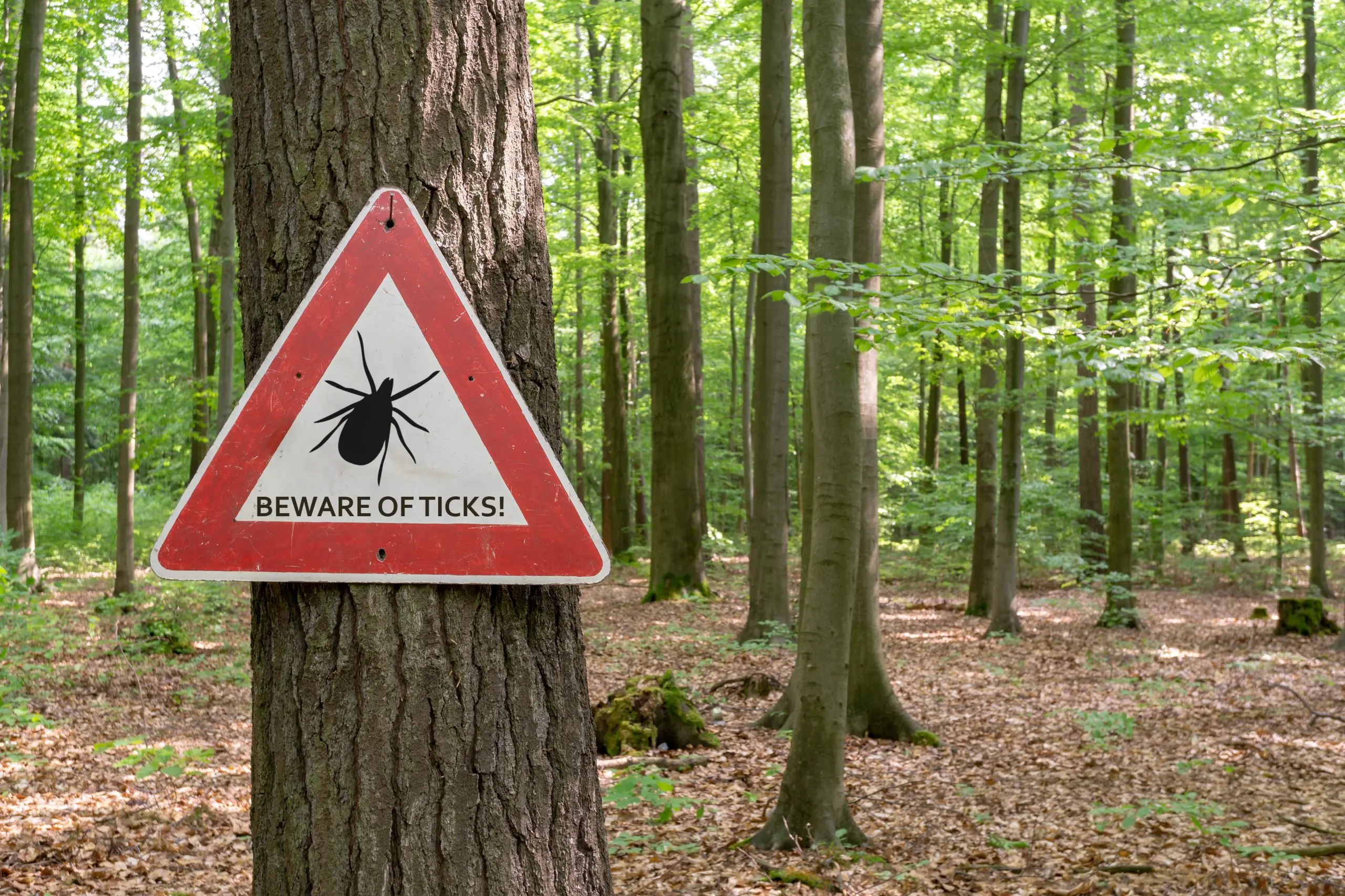 New Lyme Disease Test &#8211; Faster and Safe. This could be a revolution in the diagnosis of this disease