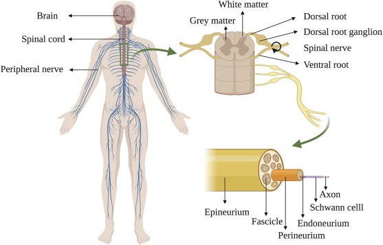 New nerve fibers help regenerate the spinal cord